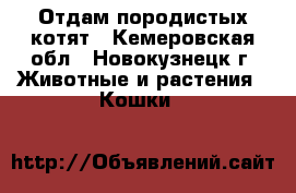 Отдам породистых котят - Кемеровская обл., Новокузнецк г. Животные и растения » Кошки   